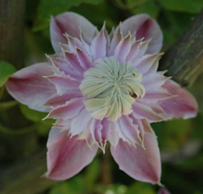 Clematis_X_20-05-2005.jpg