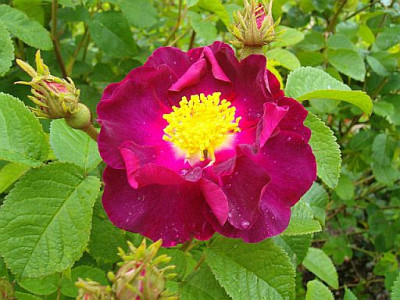 Violacea_a.jpg