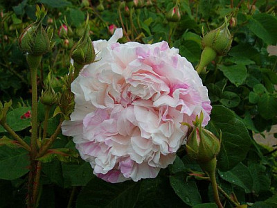 Variegata_a.jpg