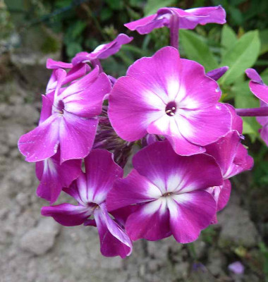 Phlox_paniculata_P1050983.jpg