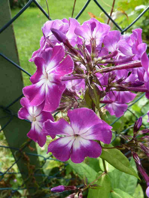 Phlox_paniculata_P10600121.jpg