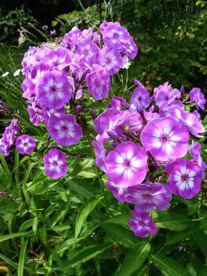 Phlox_Uspech_P105041712.jpg