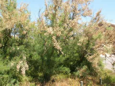tamariske_002.jpg