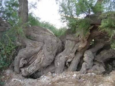 tamariske_001.jpg