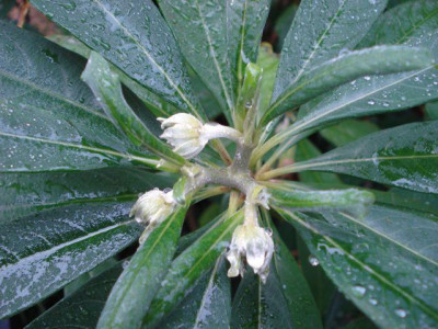Edgeworthia_2012-10-7.jpg