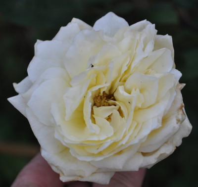 Blumenschmidts_Elfenkoenigin_12__3326.jpg