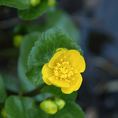 sumpfdotter_4053_040401.jpg
