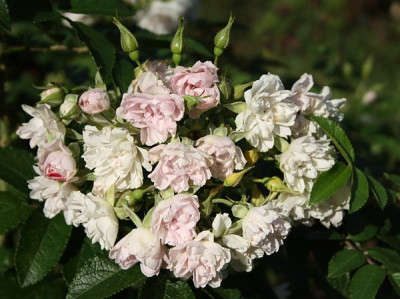 white_grootendorst2012-2.jpg