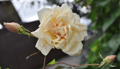 Reve_dOr_12__3430.jpg