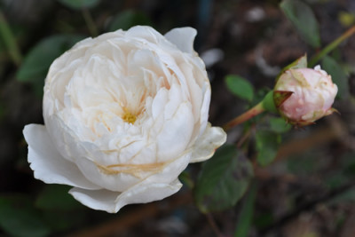 Sombreuil_12__3473.jpg