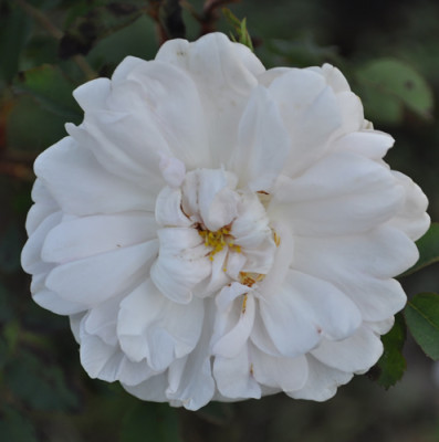 Stanwell_Perpetuell_12__3339.jpg