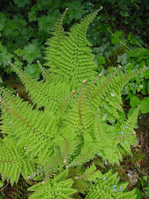 Polys_setif_Plumosum_Densum.jpg
