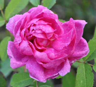 Marbree_12__3337.jpg