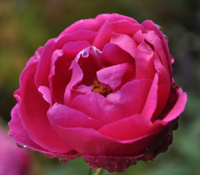 Triomphe_de_Noisettes_12__3444.jpg