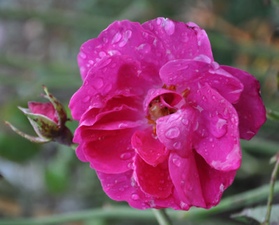 Mme_Scipion_Cochet_12__3476.jpg