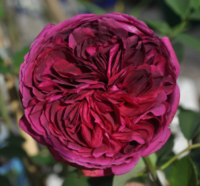William_Shakespeare_12__3352.jpg