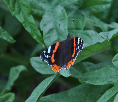 Schmetterling_12__3392.jpg
