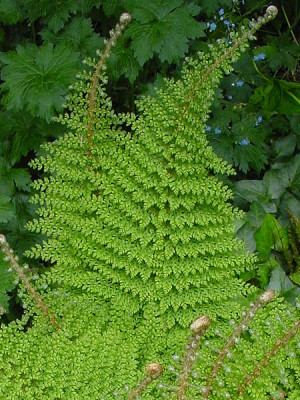 P_setif_Plumosum_Densum_2.jpg