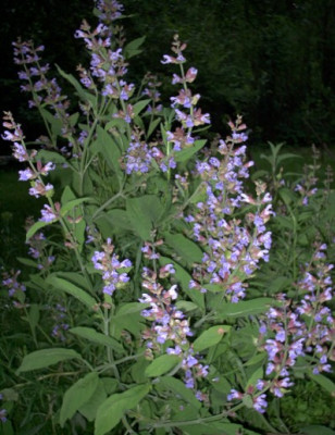 Garten10.06.05_012.jpg