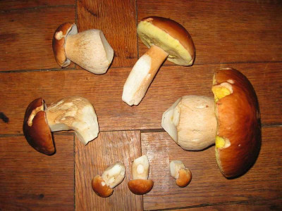 pilzewillze.jpg