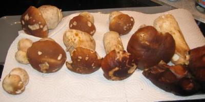 Pilze_51012.jpg