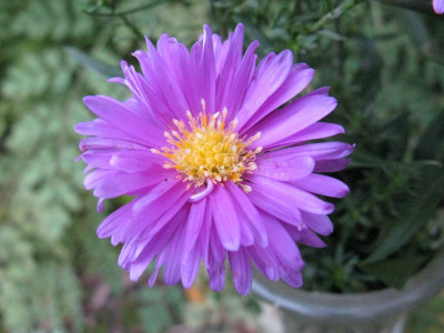 Aster_n-b_1024x768.jpg
