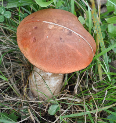 Maronen-Pilz_12__2961.jpg