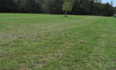 Herbstzeitlose_12__2972.jpg