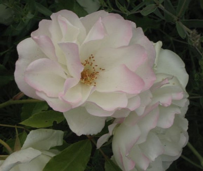 Schneewittchen_20050610.jpg