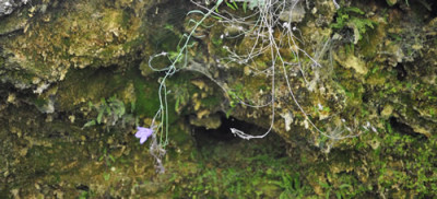 Glockenblume_12__3014.jpg