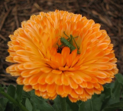 Calendula_20050610.jpg