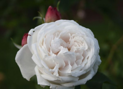 marie_dermar_2012.jpg