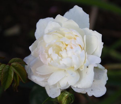 Edith_de_Murat_2012.jpg
