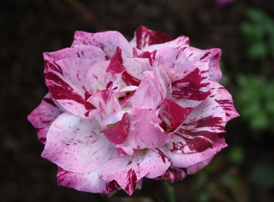 purple_tiger_2012-3.jpg