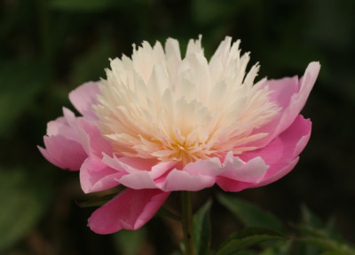 paeonia_lian__tai_2011.jpg