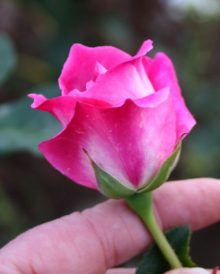 heilige_elisabeth_2012.jpg