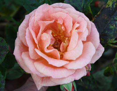 erzgebirgsrose_2012_4.jpg