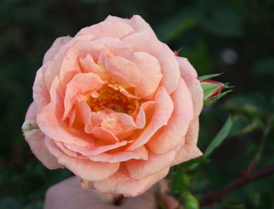 erzgebirgsrose_2012_5.jpg