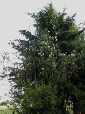 philadelphus_1980.jpg