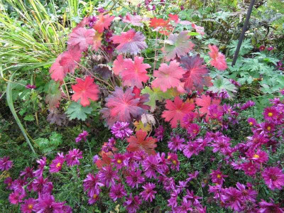 Herbstfarben_121007.jpg