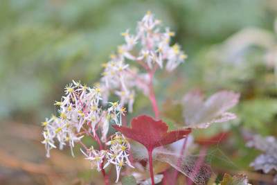 Saxifraga-cortusifolia-Okt0712.jpg