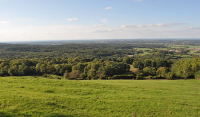Wald_12__3062.jpg