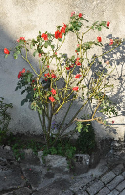 Steingartenrose_12__3108.jpg