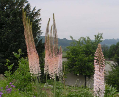 eremurus_fesch.jpg