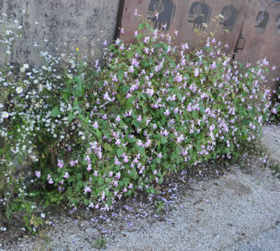 Druesige_Springkraut_12__3080.jpg