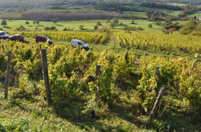 Weinlese_12__3060.jpg