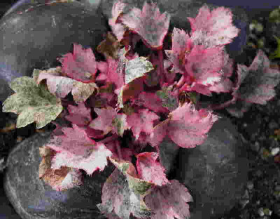 Sax.cort._Crystal_Pink_.._10.10.12._059.jpg