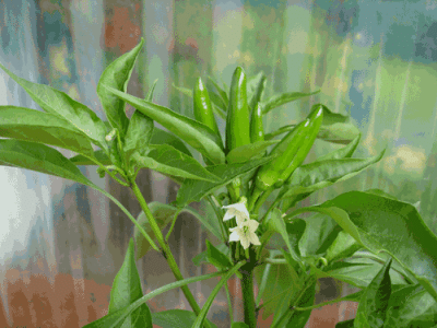 chili-mpr..gif
