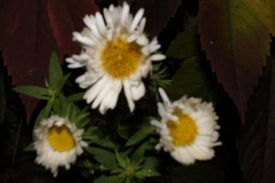 Herbstschnee_by_night.jpg