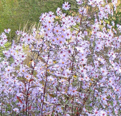 Aster_shortii_2_falsch_ausschn.jpg